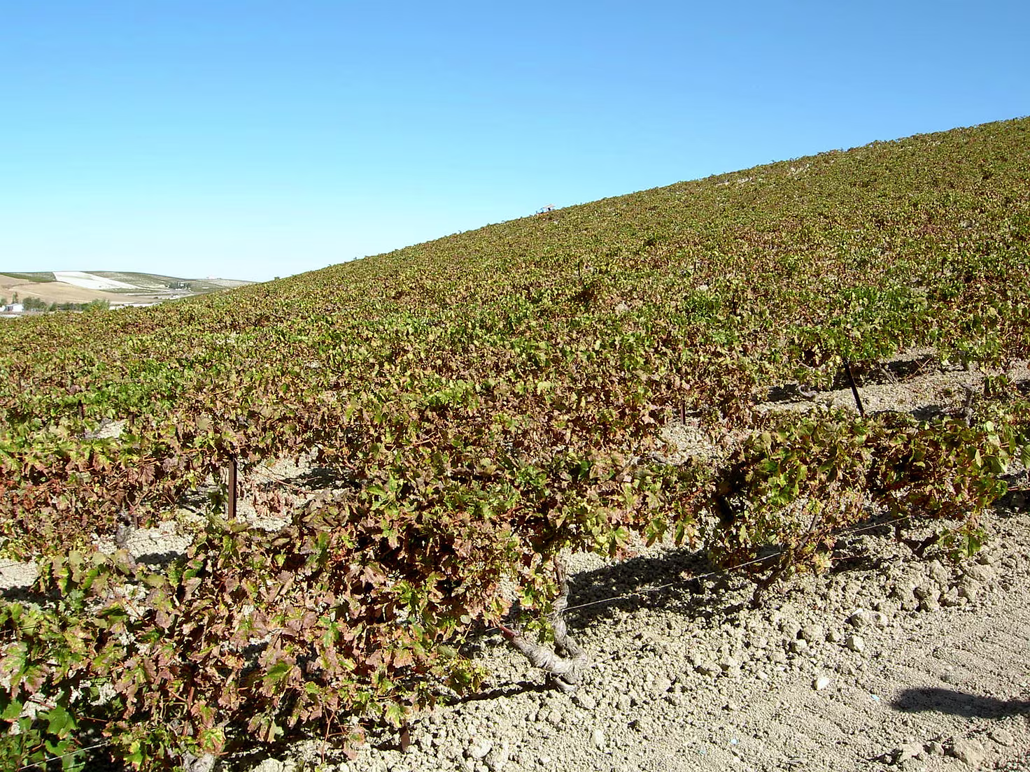 Andalusien046-Sherry-Bodega