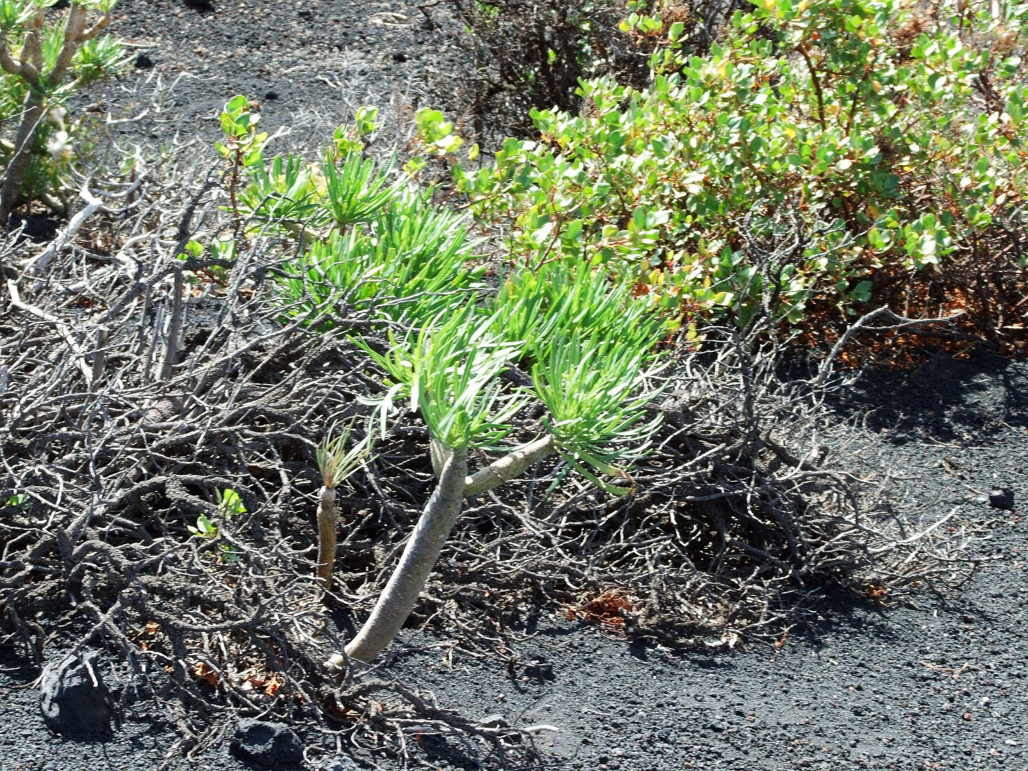 Fuencaliente - Vulkan San Antonio