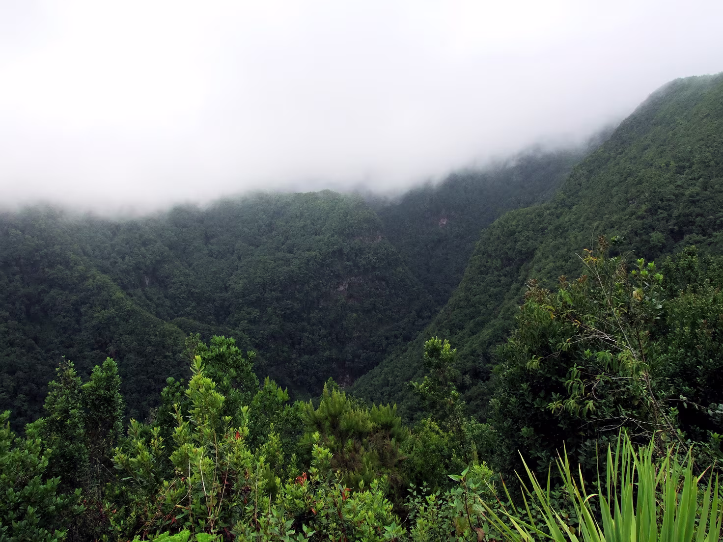Los Tilos - Wanderung im Lorbeerwald