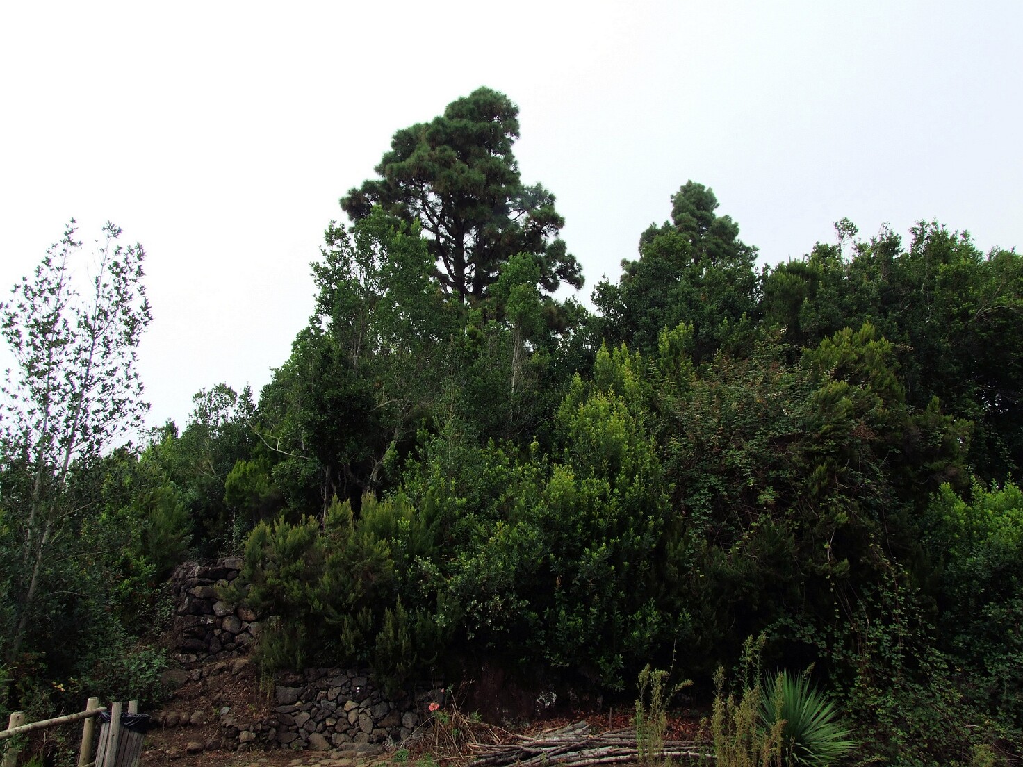 Los Tilos - Wanderung im Lorbeerwald