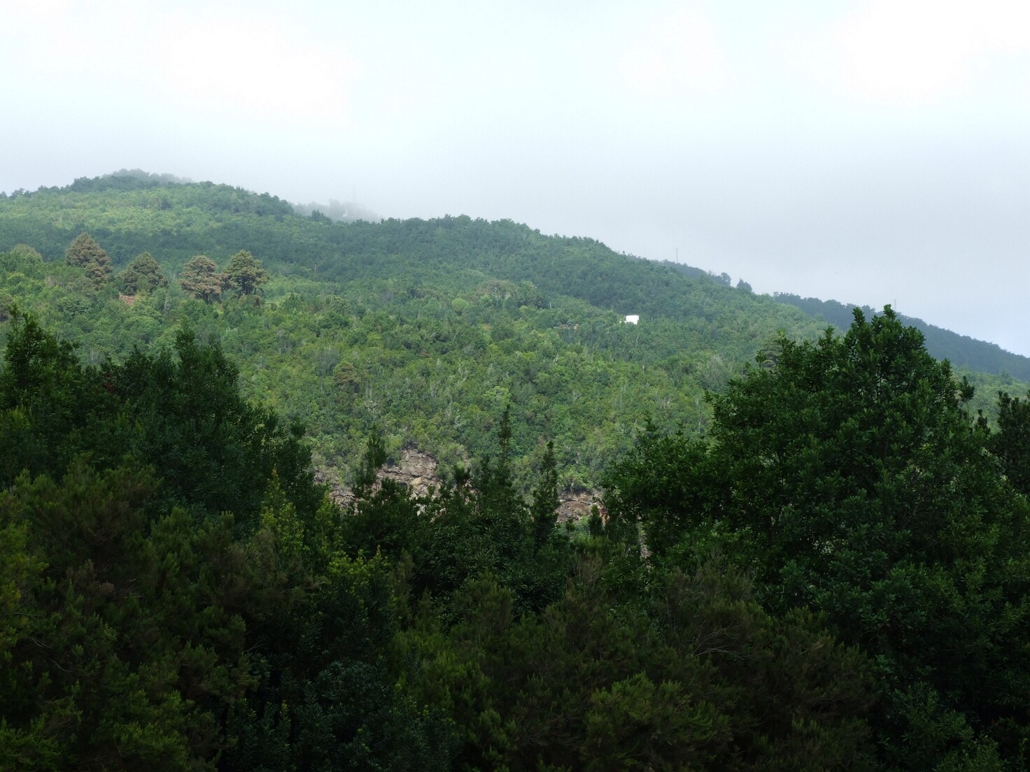Los Tilos - Wanderung im Lorbeerwald