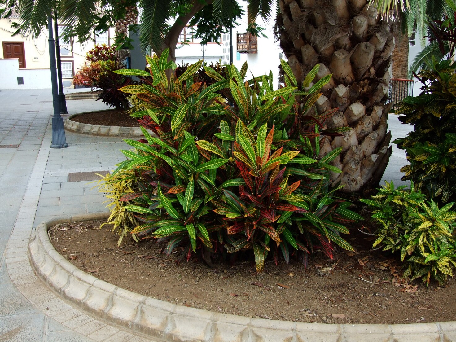 San Andrés