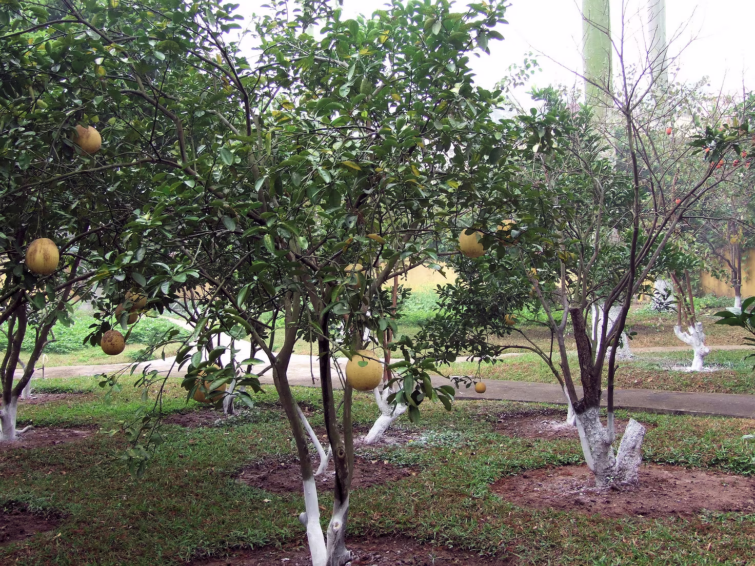 Hanoi - Botanischer Garte (Pomelos)