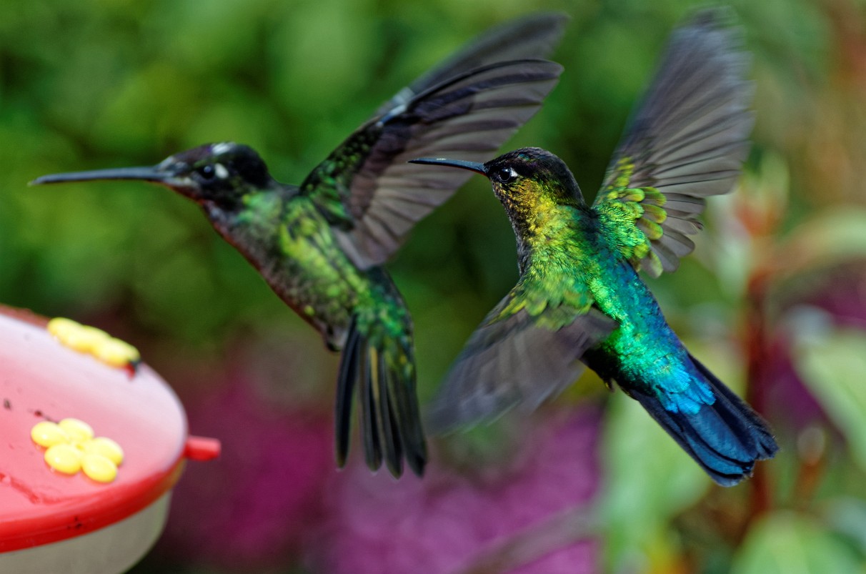 Quetzal-Nationalpark - Kolibris