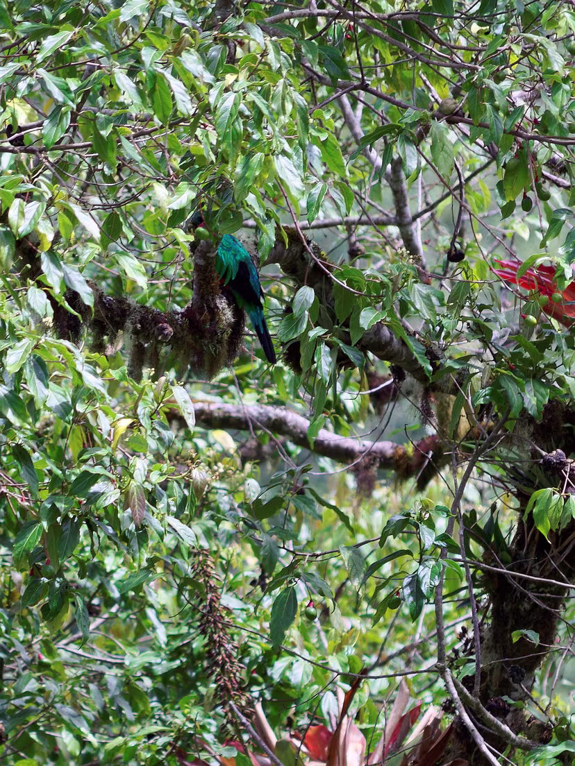 Quetzal-Nationalpark