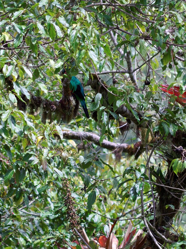 Quetzal-Nationalpark