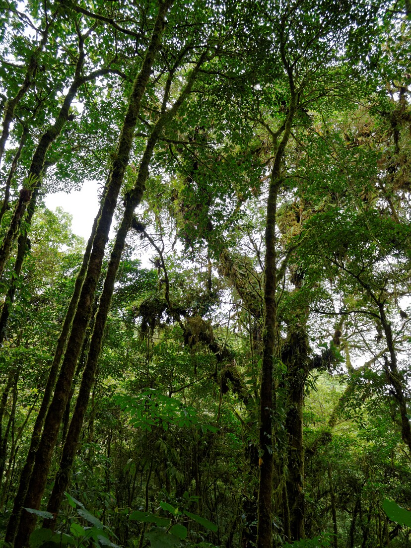 Monteverde - Im Nebelwald