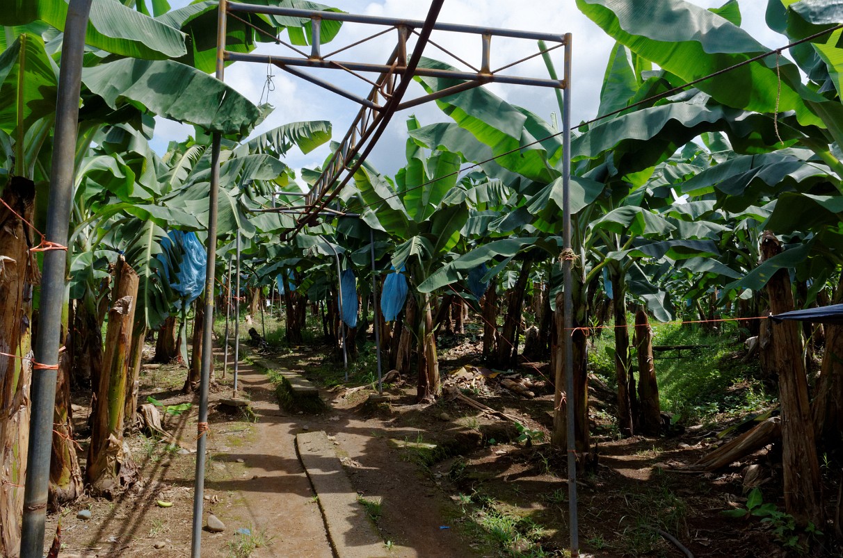 Bananenplantage bei Guápiles