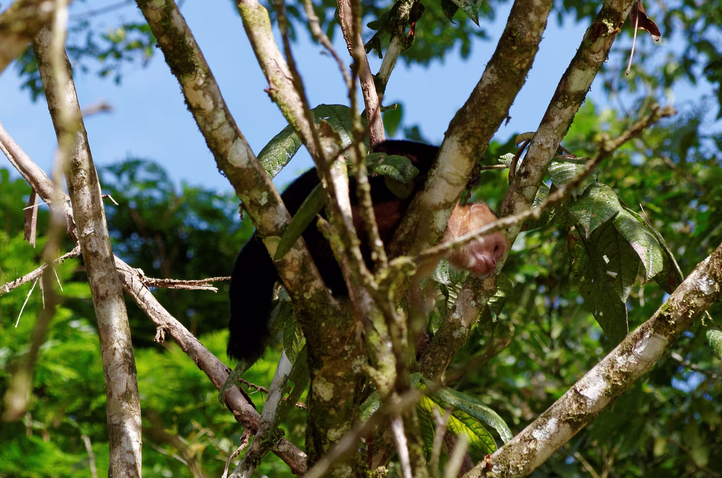 Tortuguero Nationalpark - Kapuzineräffchen