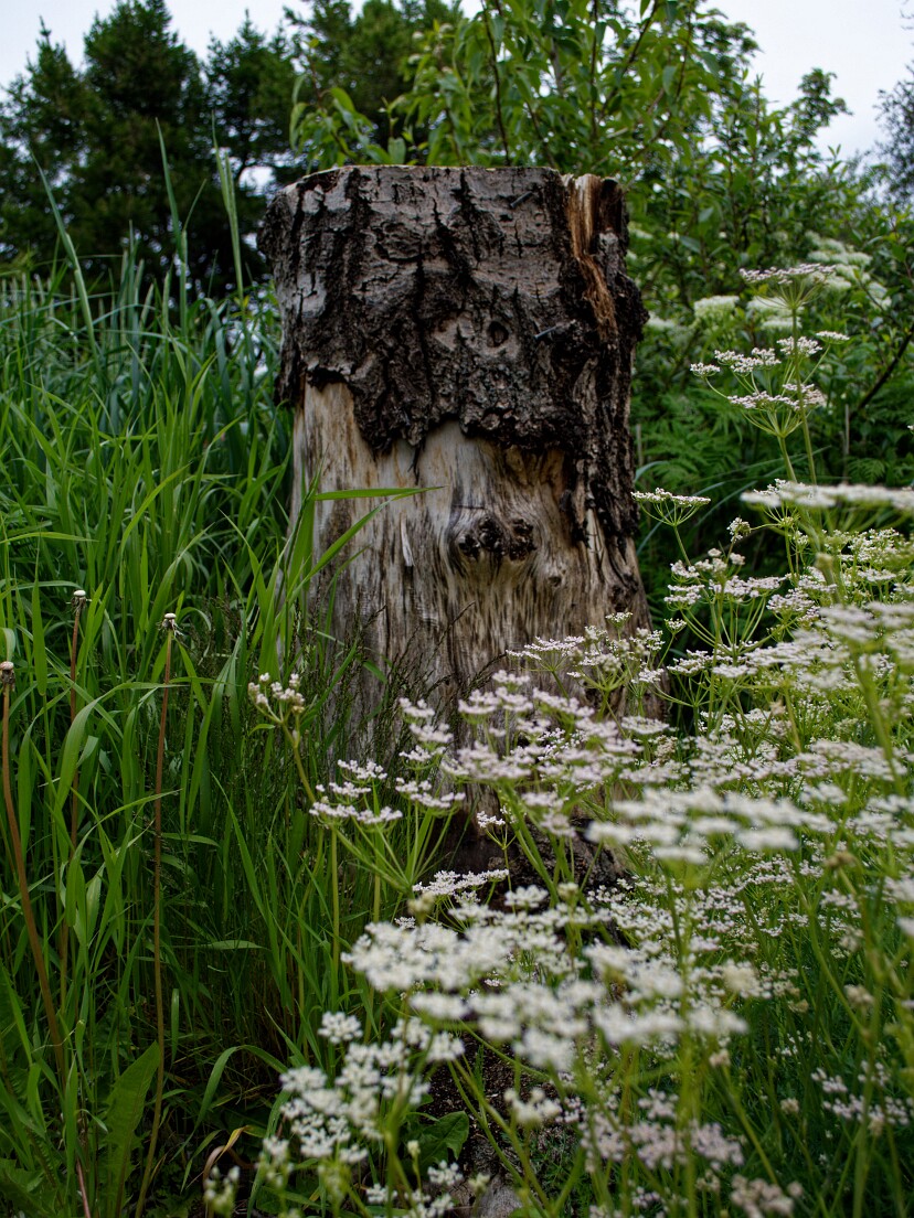 Botanischer Garten in Akureyri