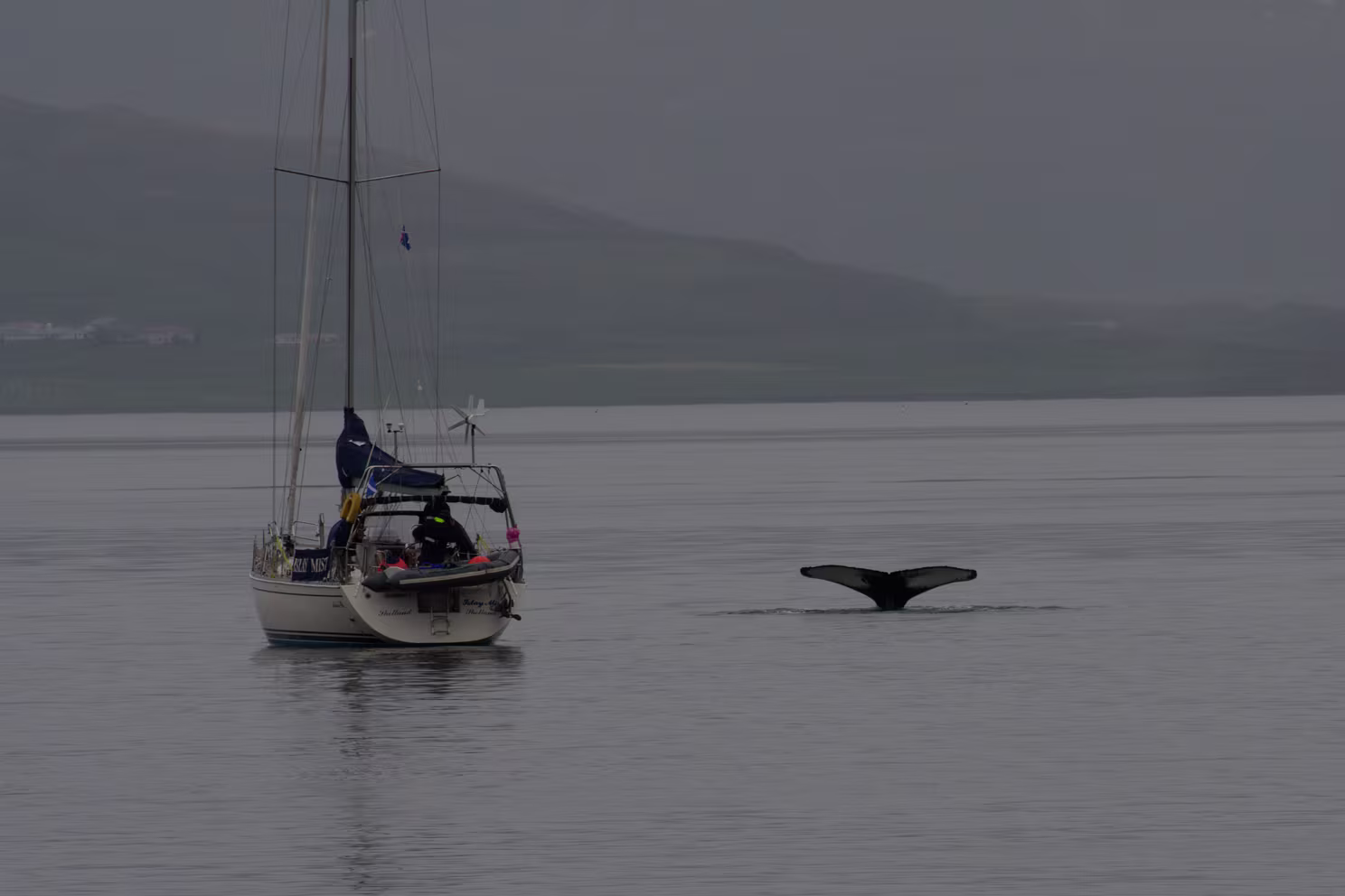 Buckelwale im Eyjafjörður vor Akureyri