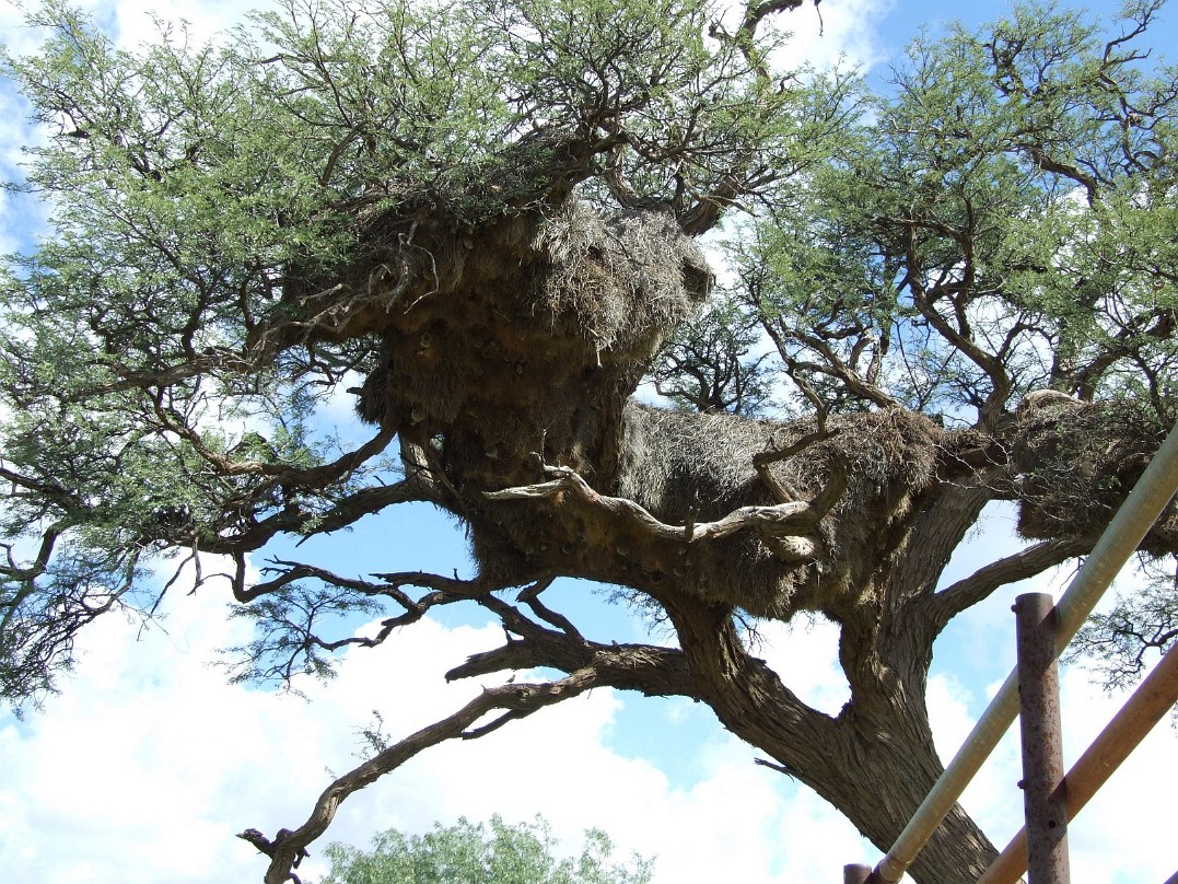 Nest des Siedelwebers