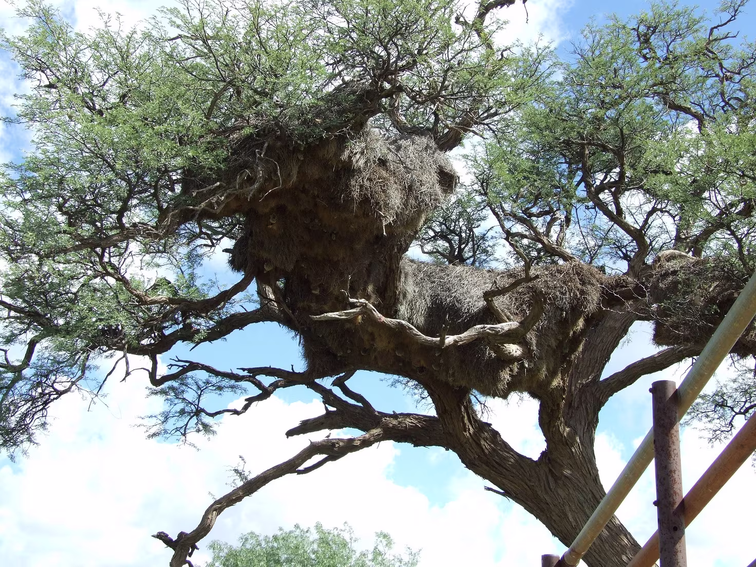 Nest des Siedelwebers