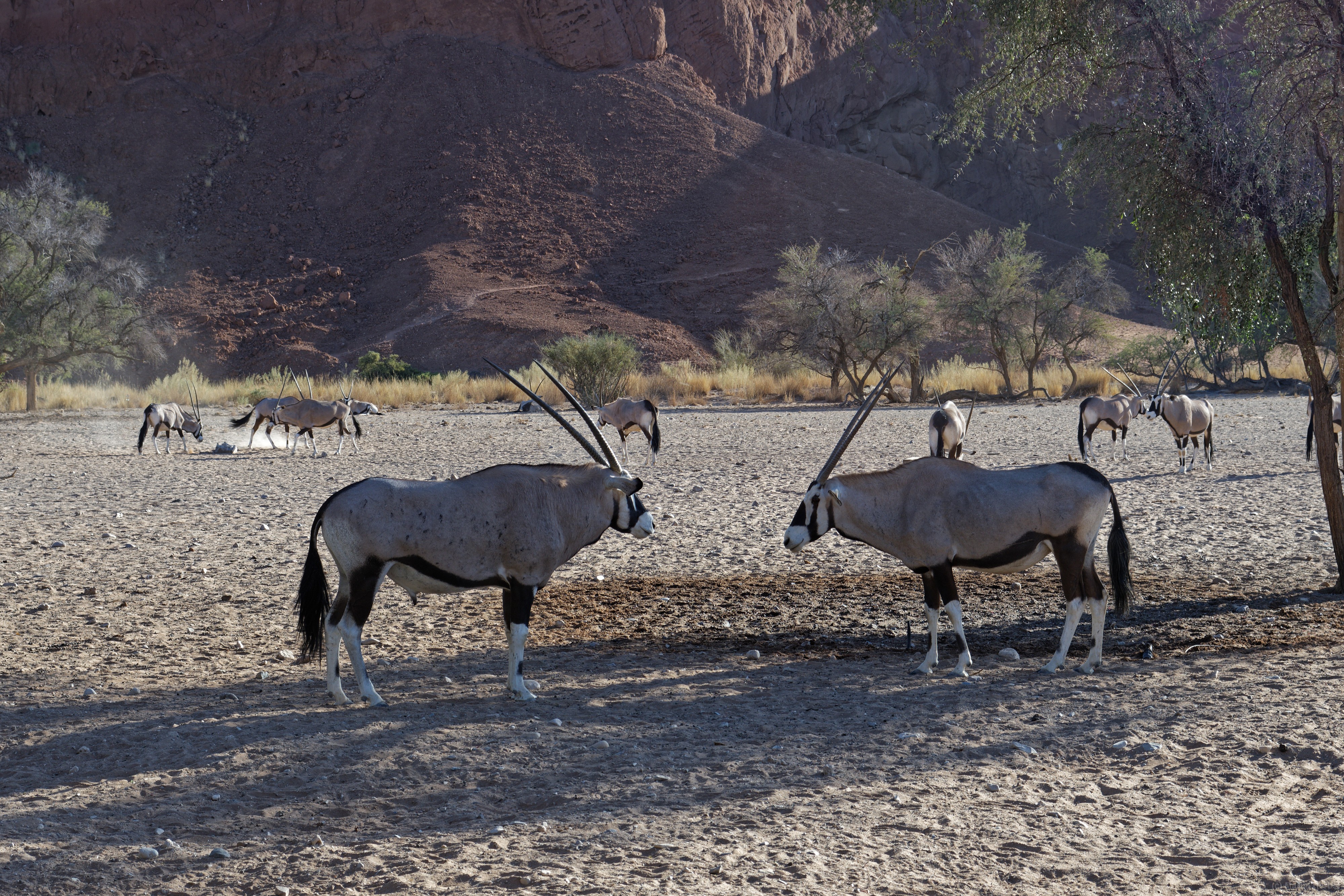 Oryx-Antilopen an der Namib Desert Lodge 