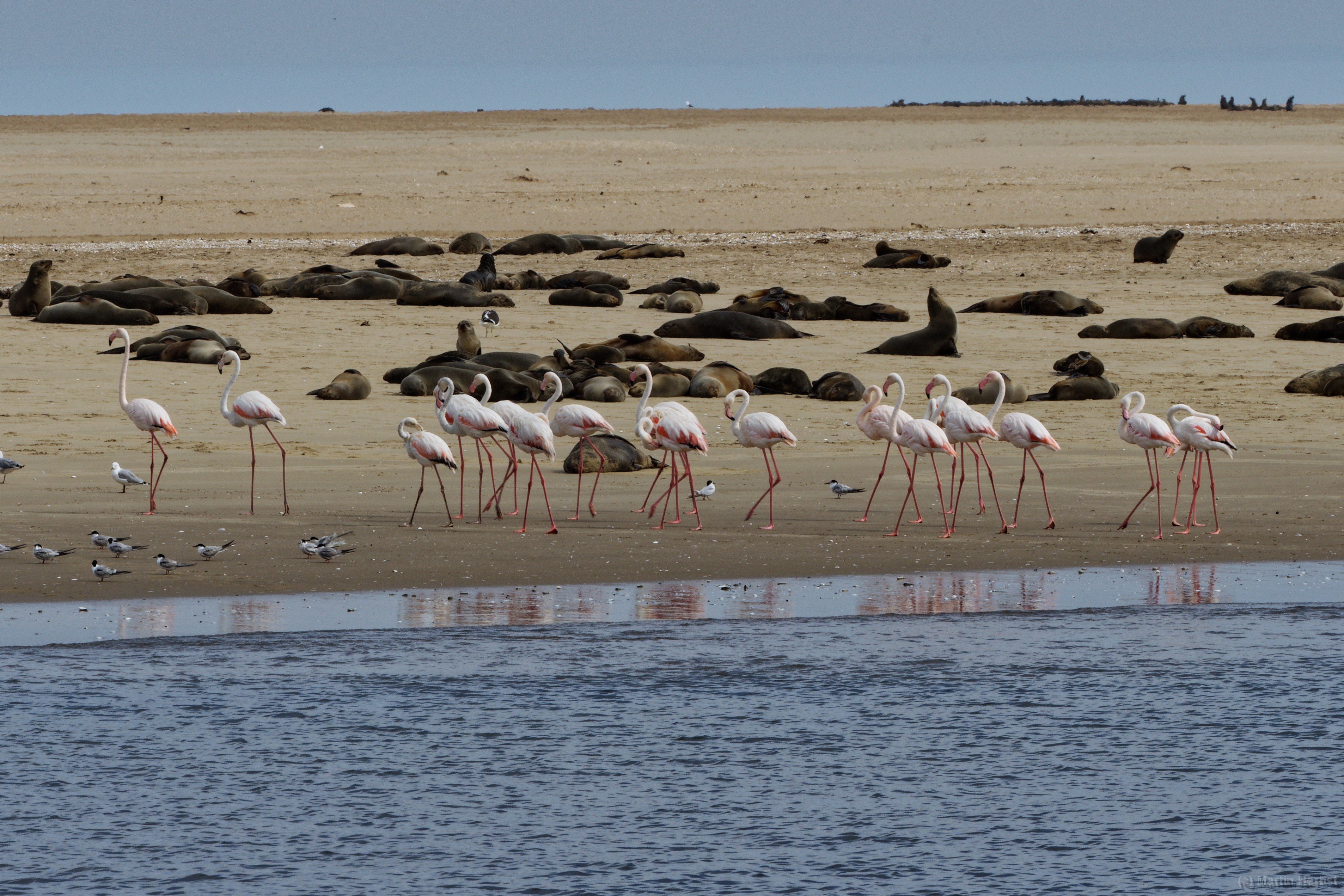Walvis Bay - Bootsfahrt in der Bucht Flamingos und Robben