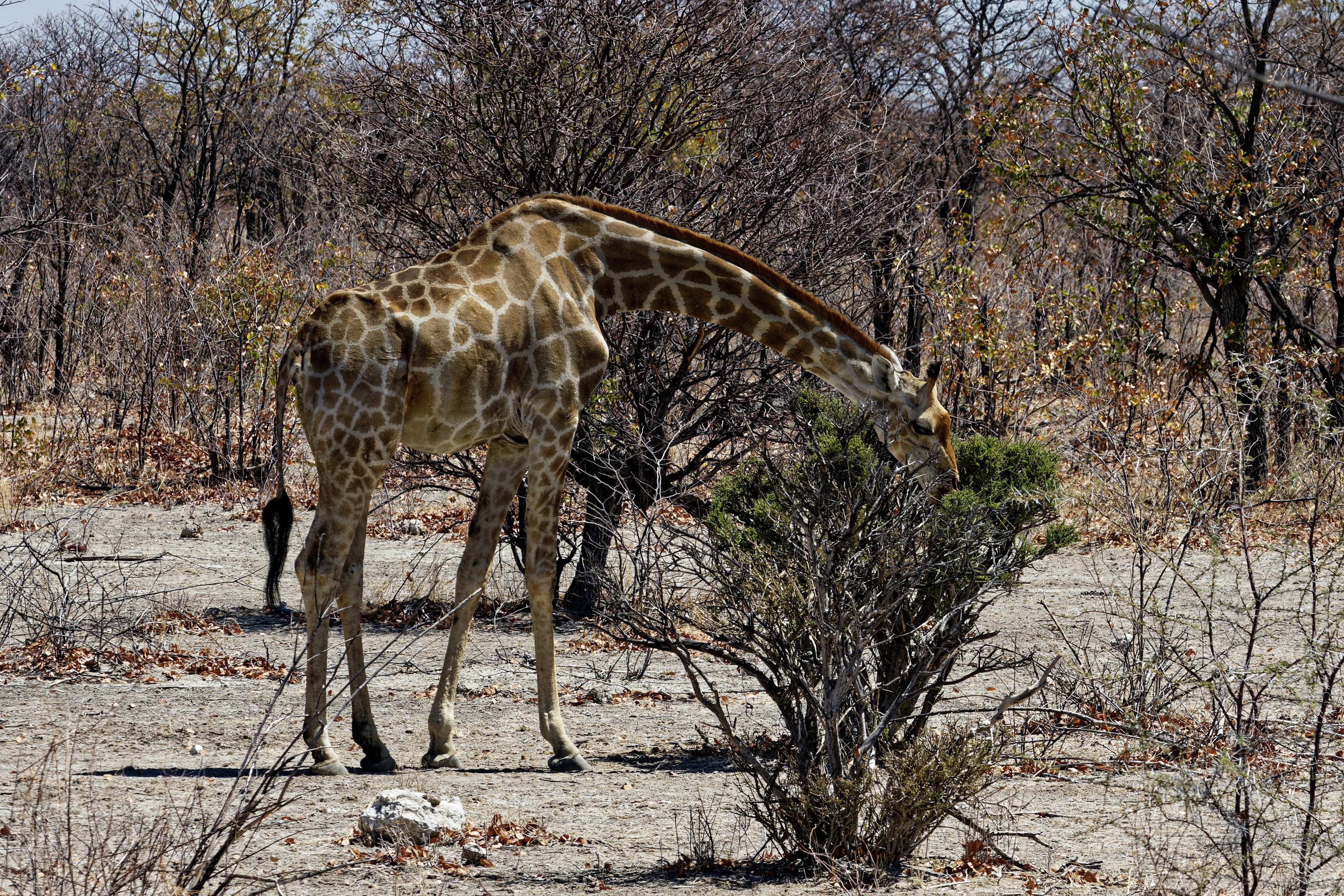 Etosha-Nationalpark Giraffe