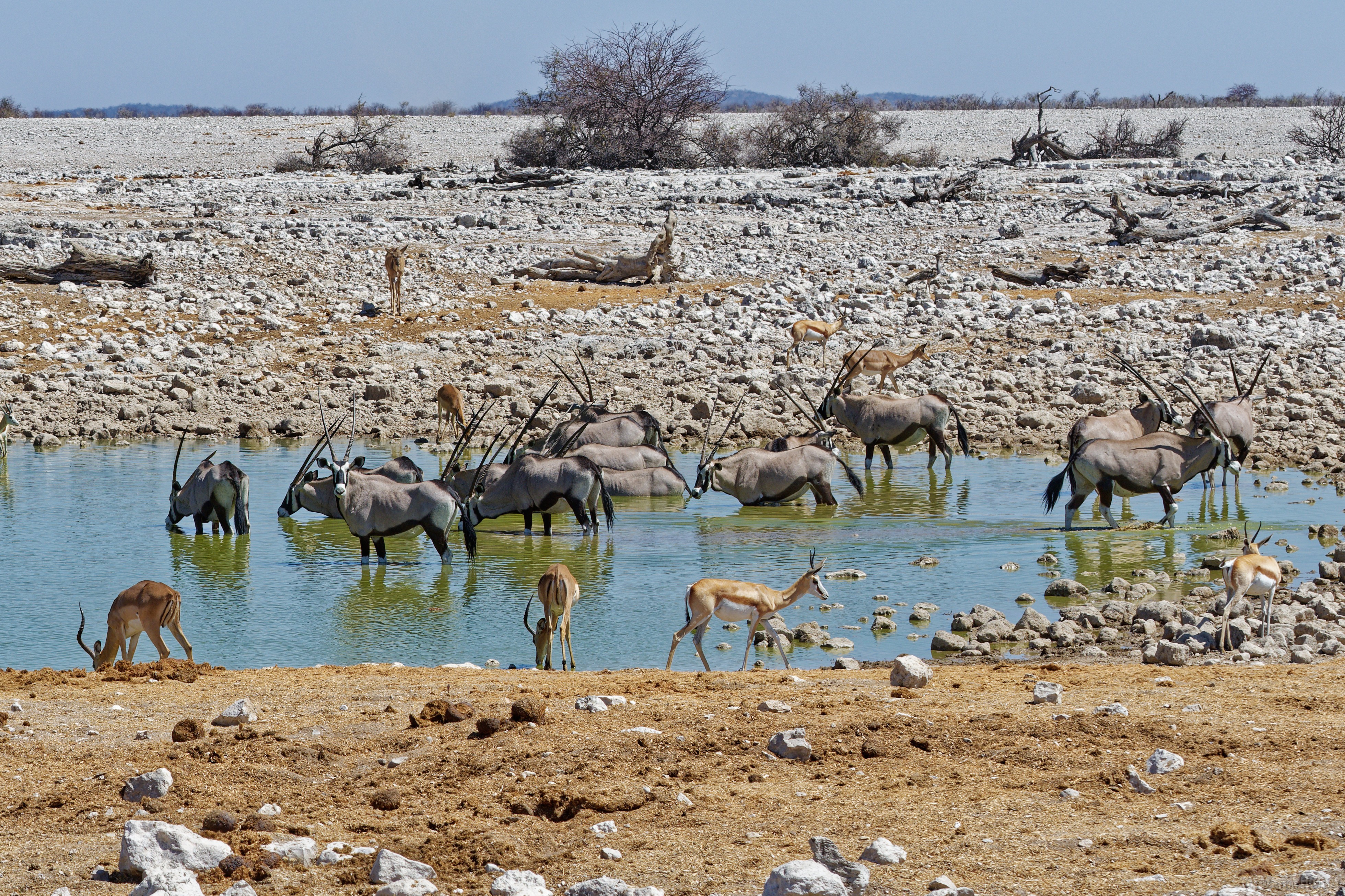 Etosha-Nationalpark - Okaukuejo Wasserloch Oryx, Springböcke