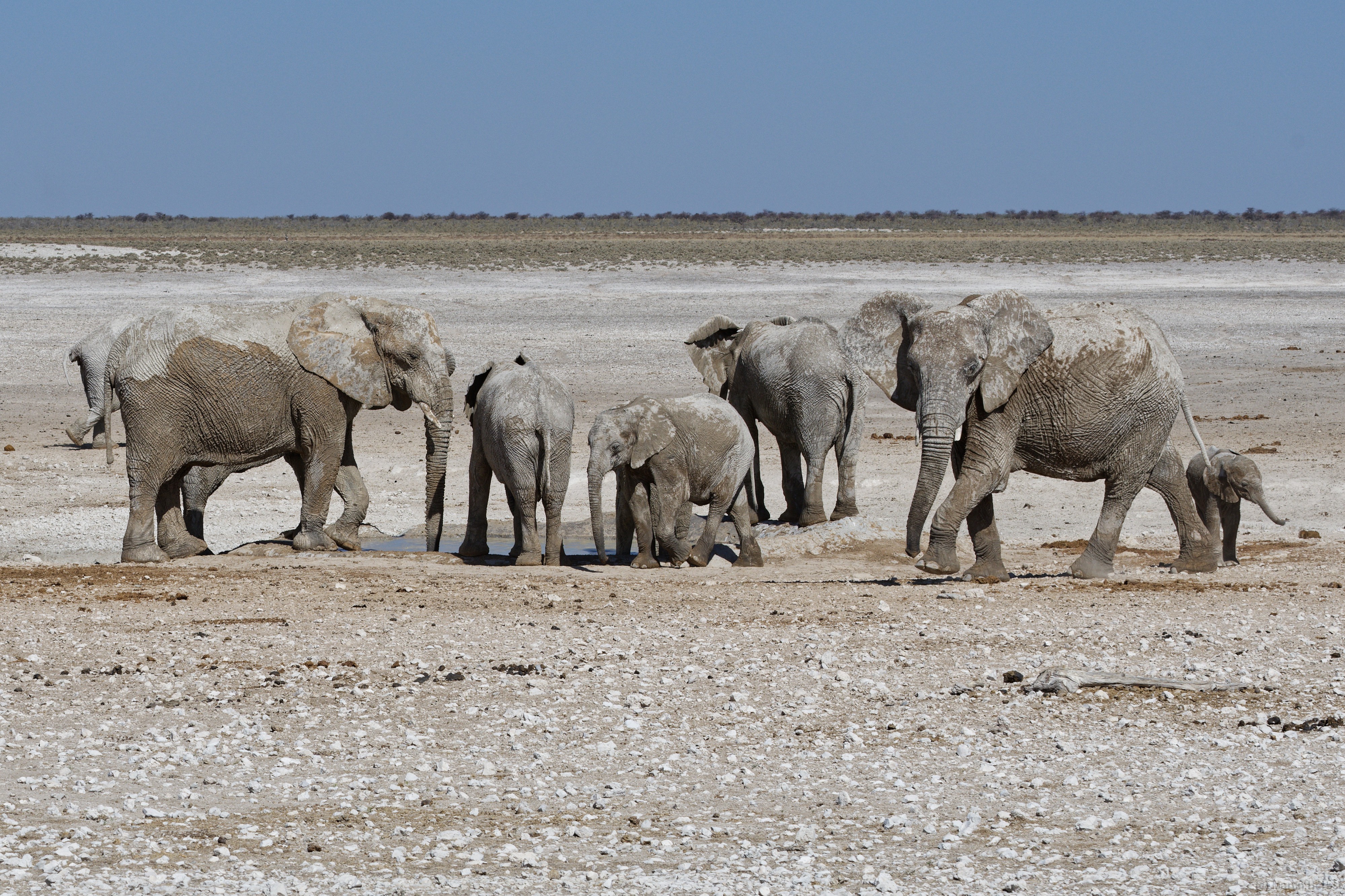 Etosha-Nationalpark - Nebrowni Wasserloch Elefanten