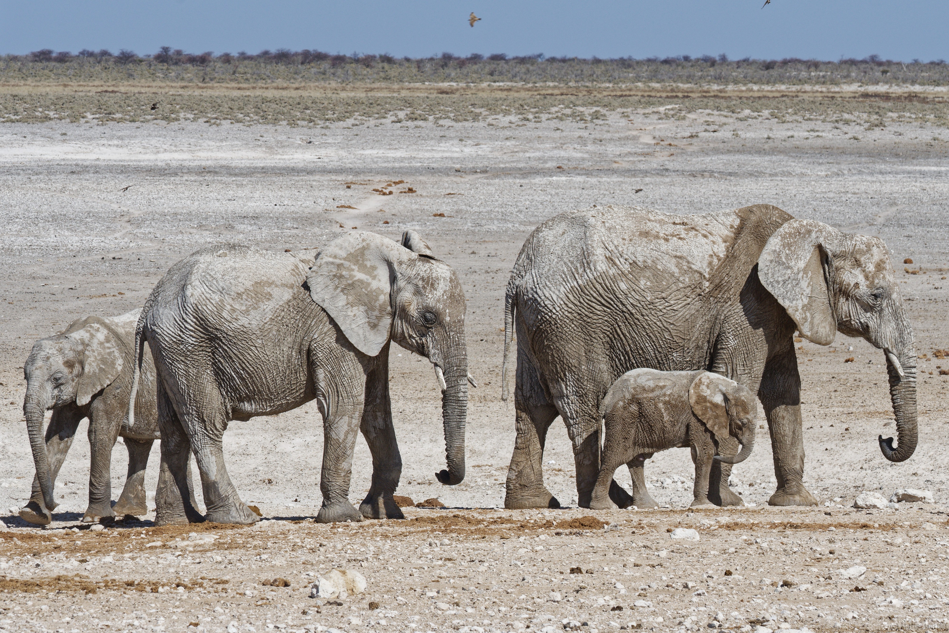 Etosha-Nationalpark - Nebrowni Wasserloch Elefanten