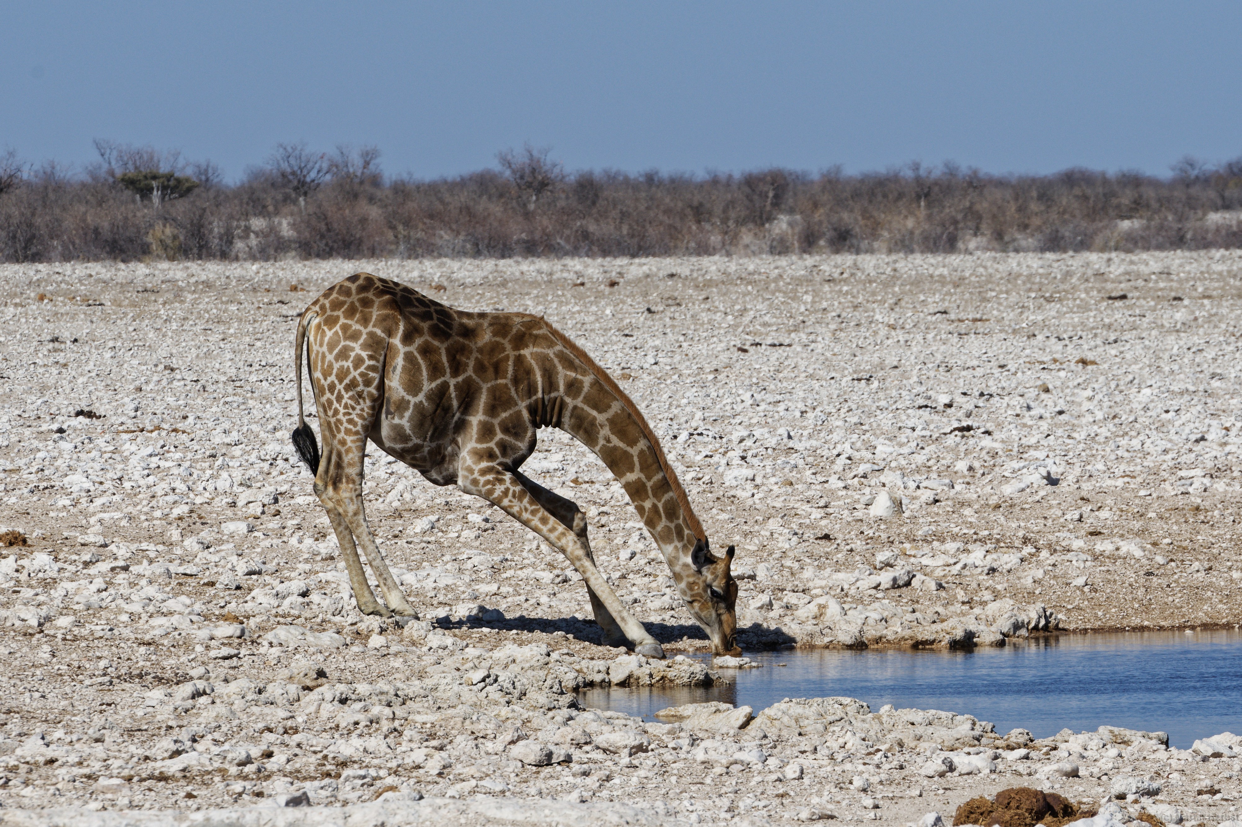 Etosha-Nationalpark - Gembokvlakte Wasserloch Giraffe