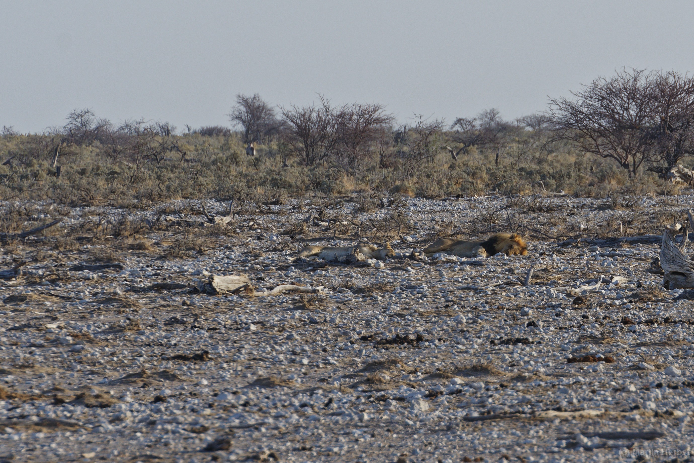 Etosha-Nationalpark - Nebrowni Wasserloch Löwenpaar