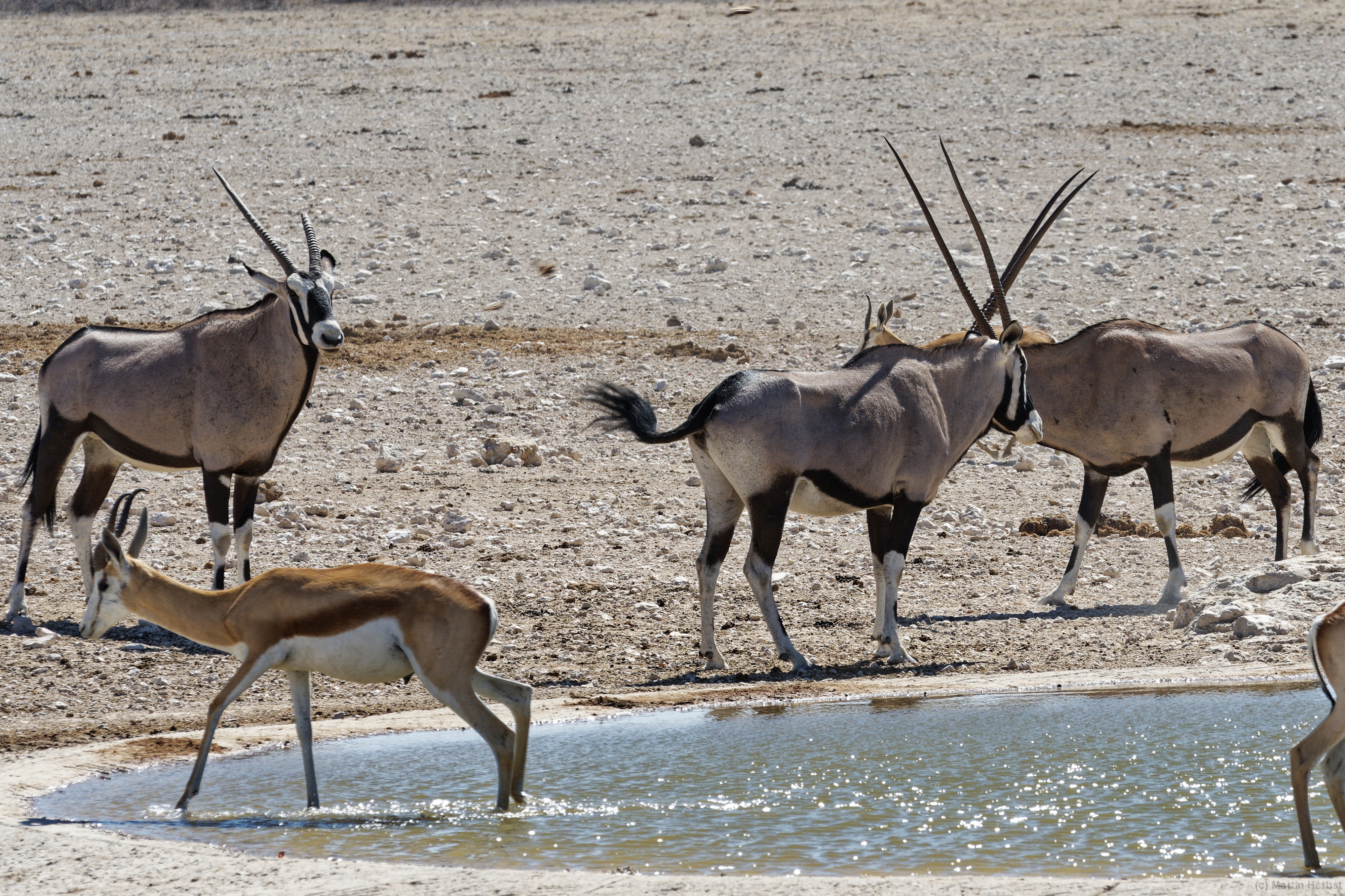 Etosha-Nationalpark - Gembokvlakte Wasserloch Oryx, Springböcke