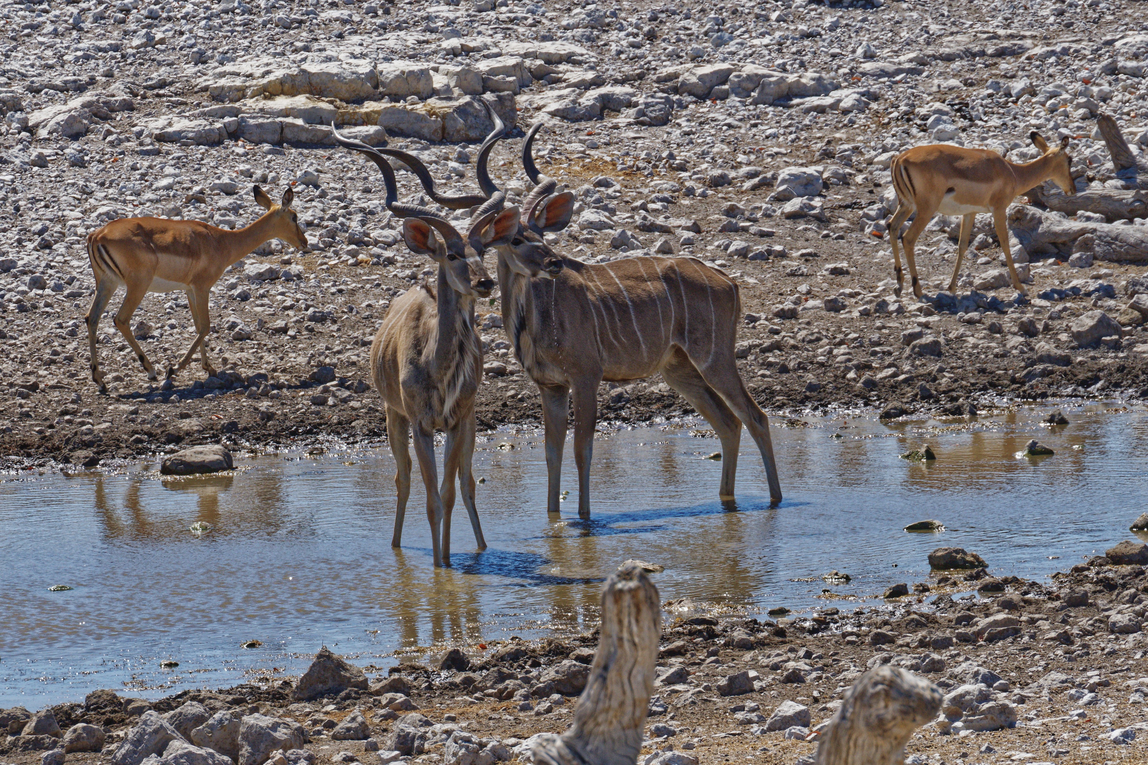 Etosha-Nationalpark - Olifantsbad Wasserloch Kudus