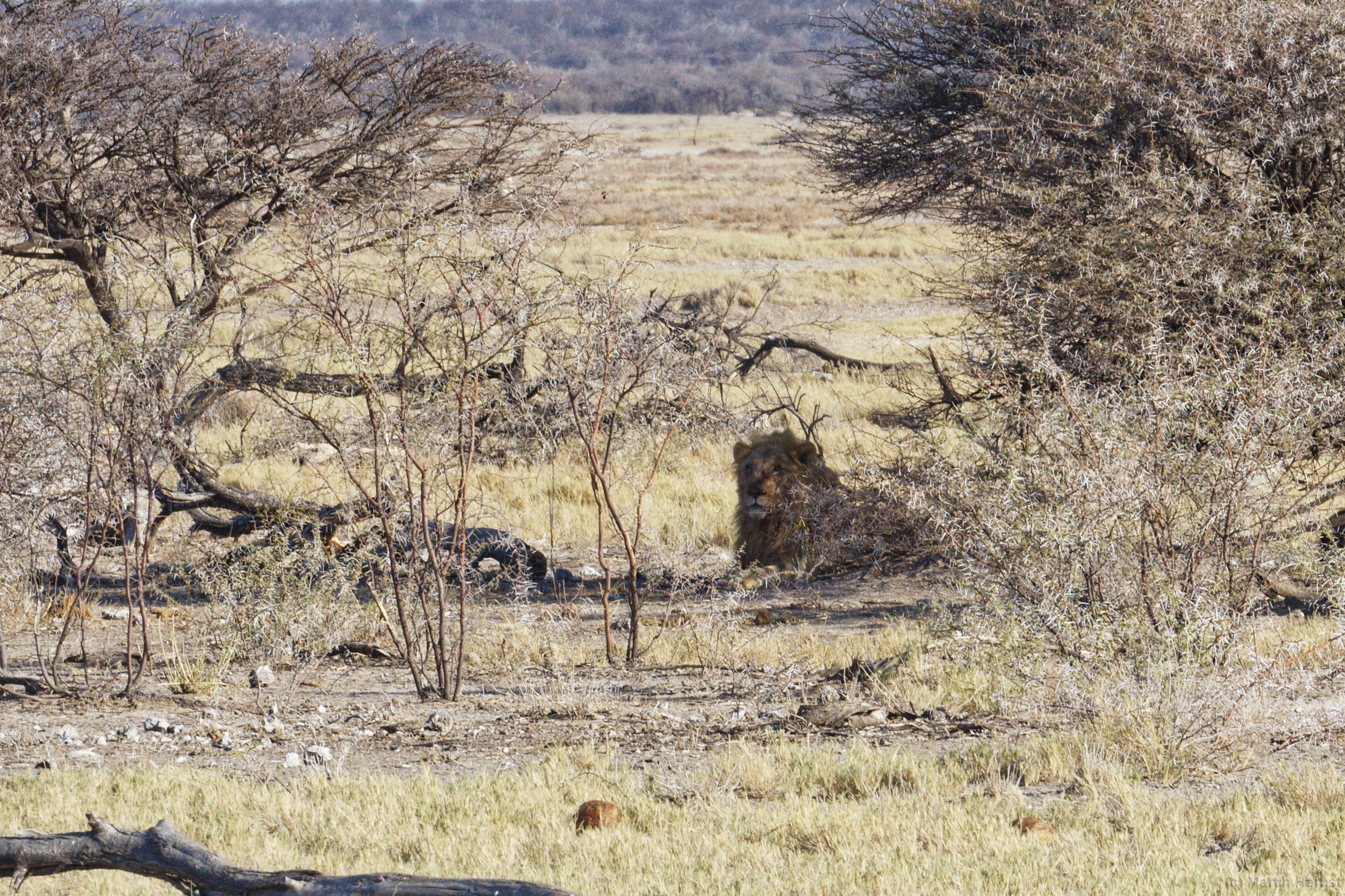 Etosha-Nationalpark Löwe