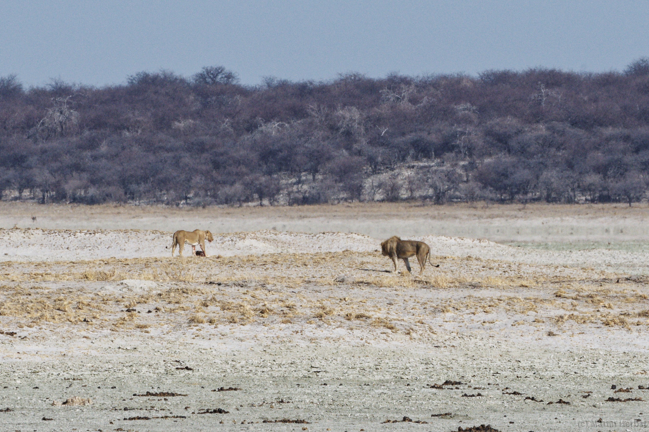 Etosha-Nationalpark Löwenpaar