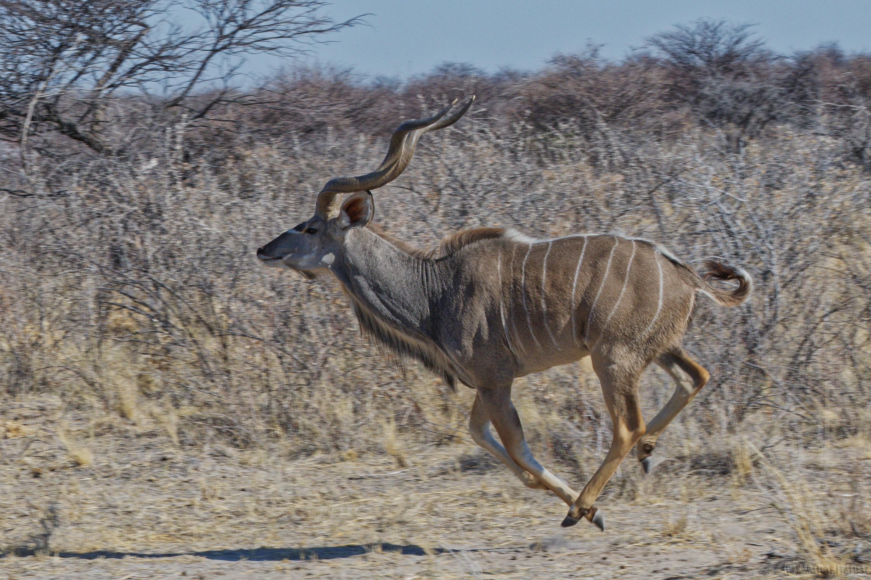 Etosha-Nationalpark Kudu