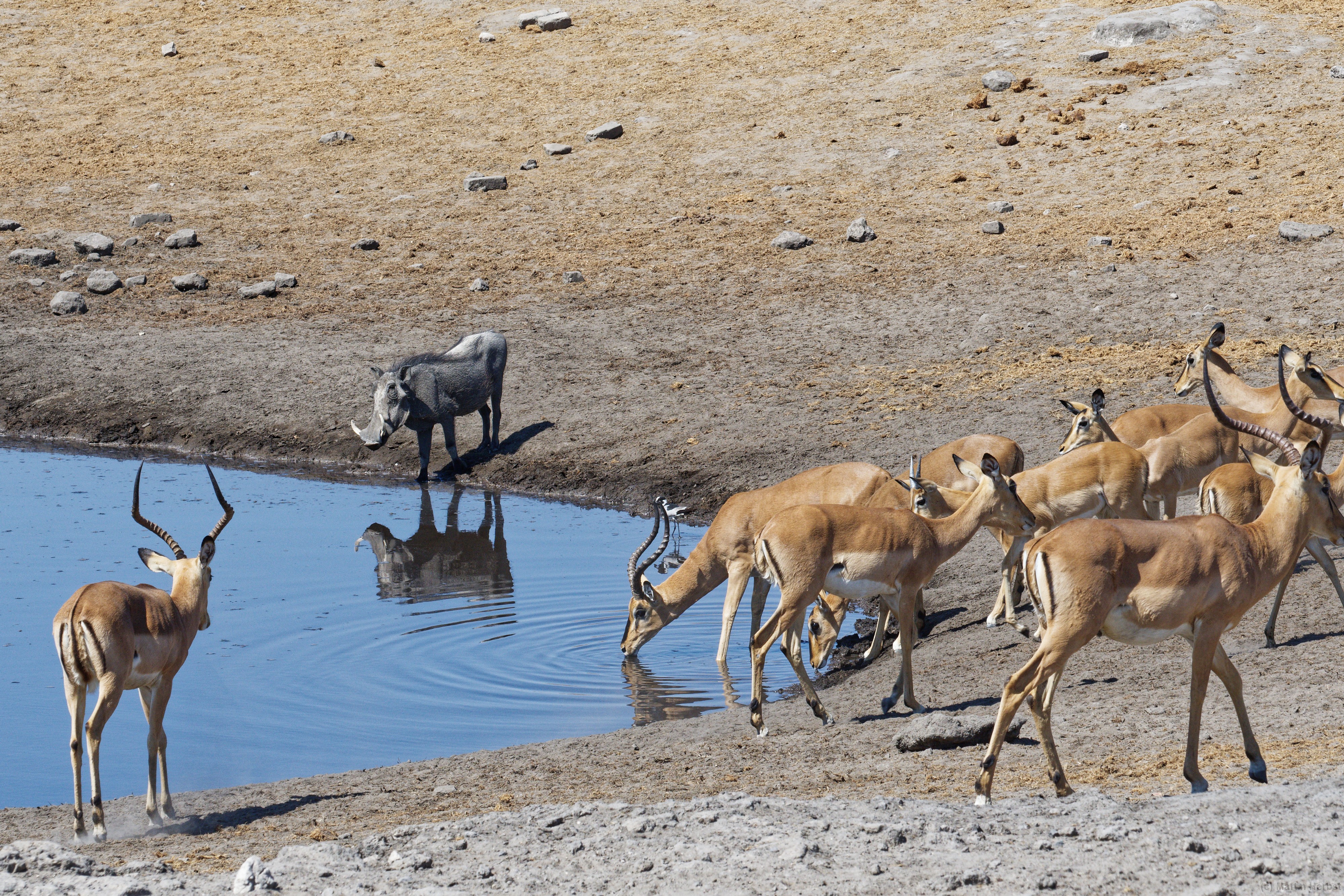 Etosha-Nationalpark - Chudob Wasserloch Warzenschwein, Impalas