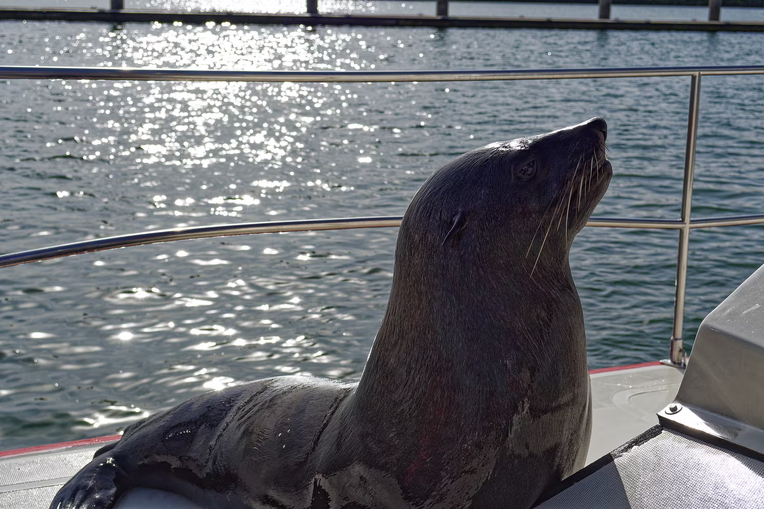Walvis Bay - Bootsfahrt in der Bucht