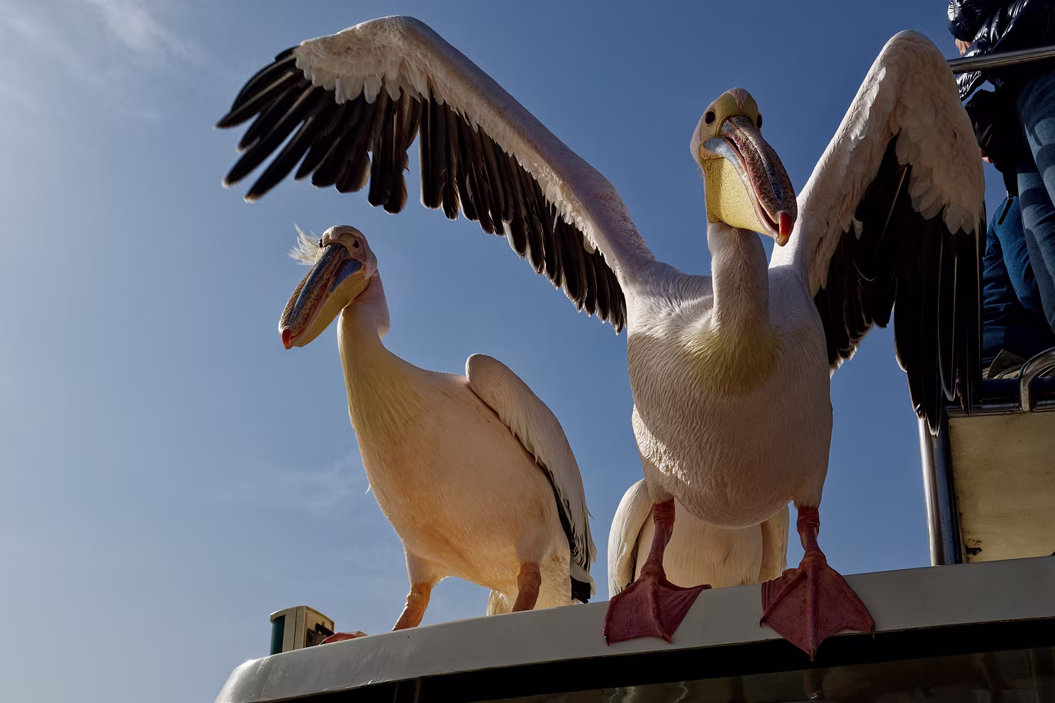 Walvis Bay - Bootsfahrt in der Bucht