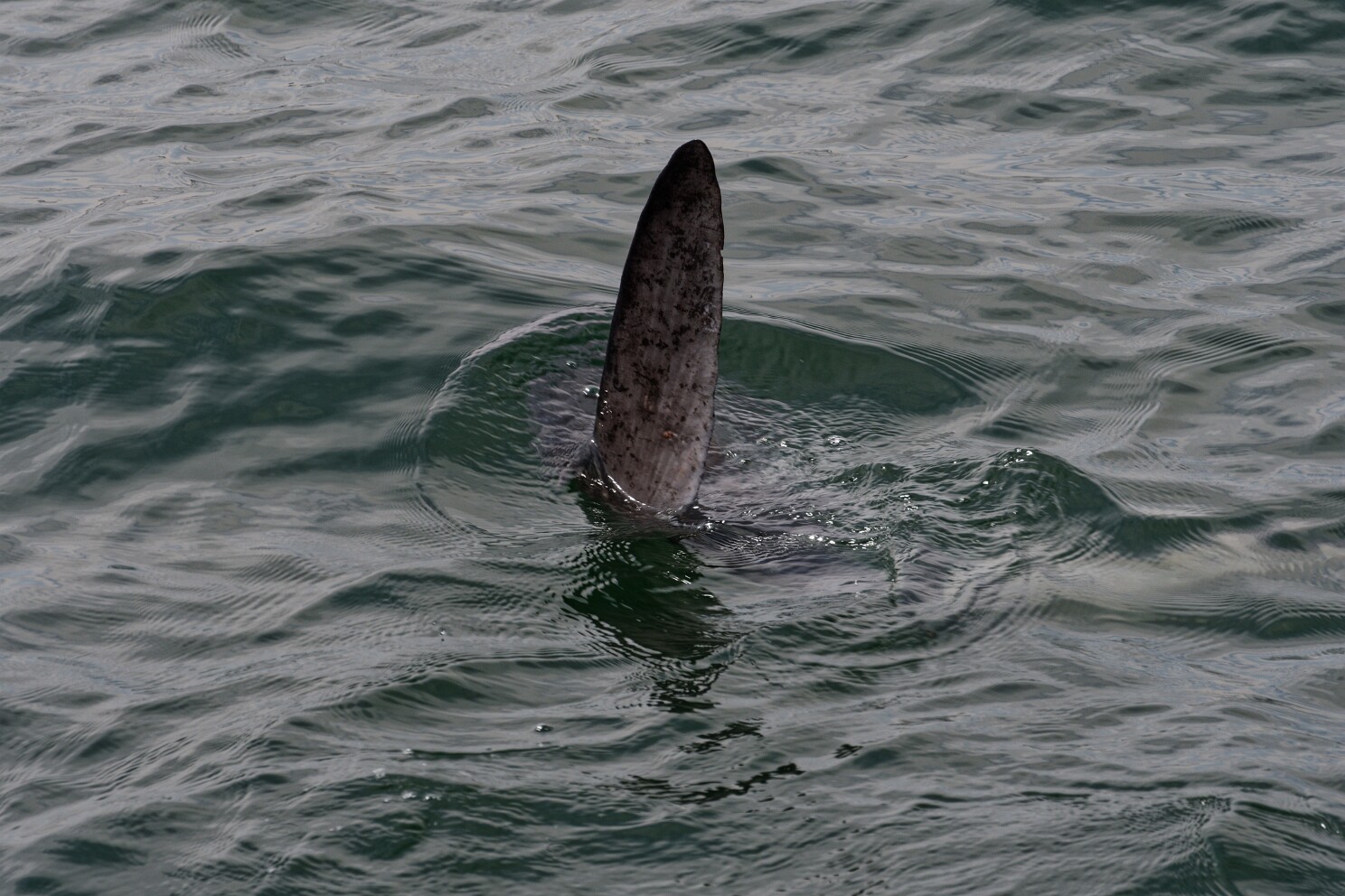 Walvis Bay - Bootsfahrt in der Bucht