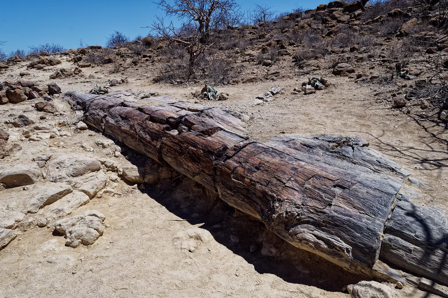 Versteinerter Wald bei Twyfelfontein