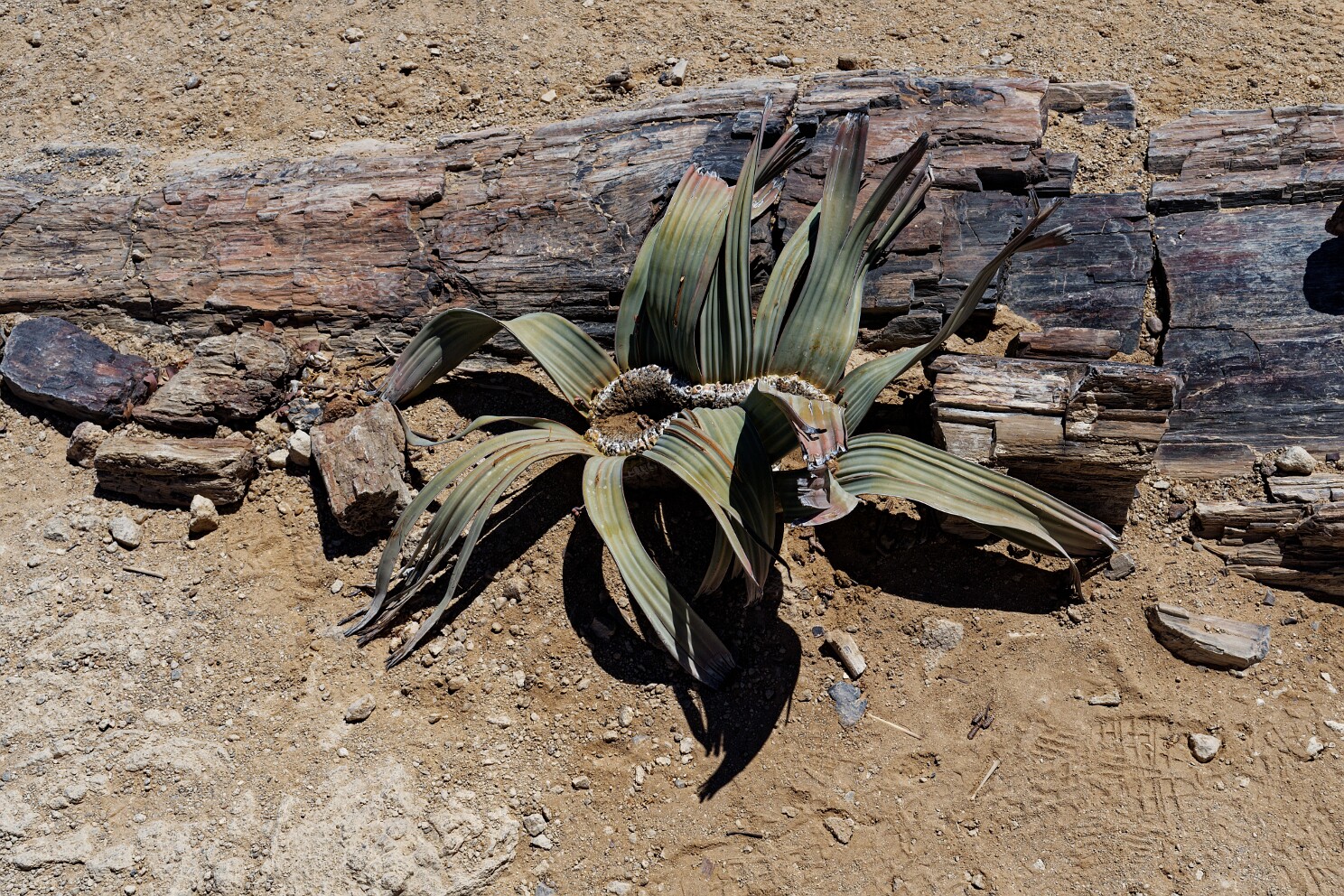 Welwitschia Mirabilis im versteinerten Wald