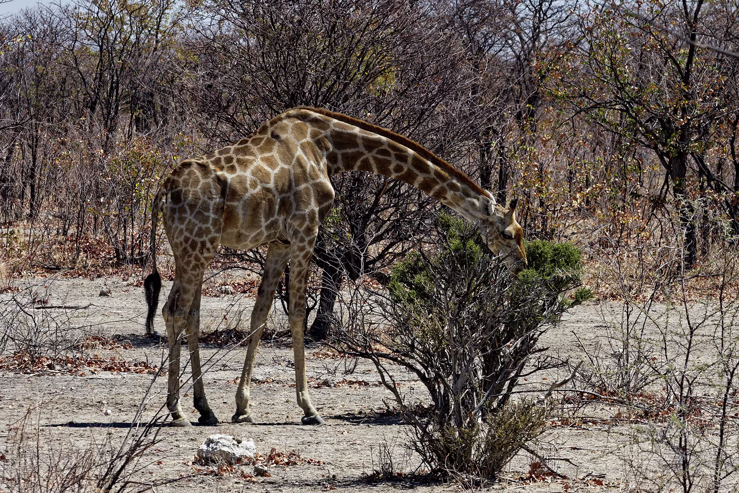 Etosha-Nationalpark