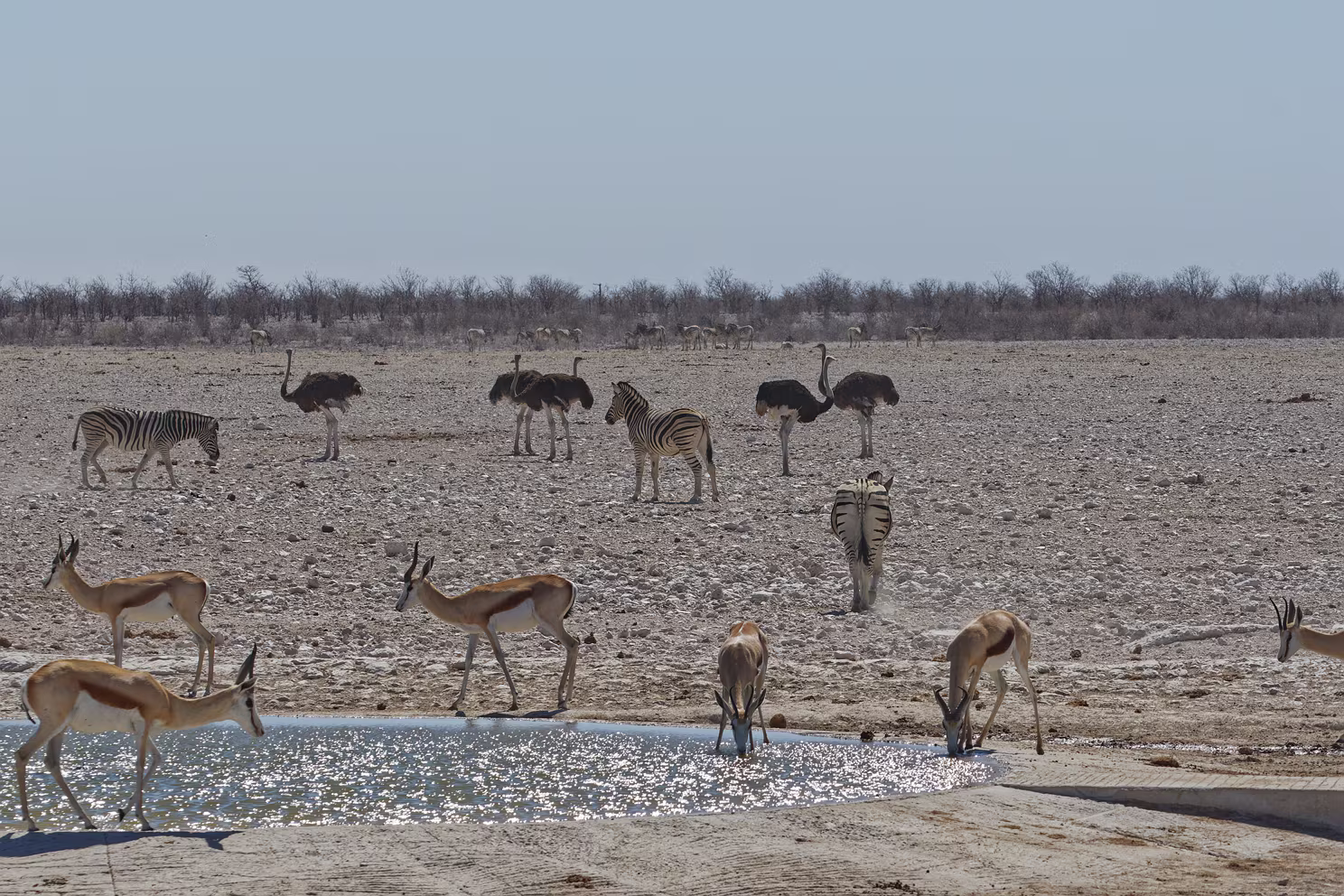 Etosha-Nationalpark - Gembokvlakte Wasserloch