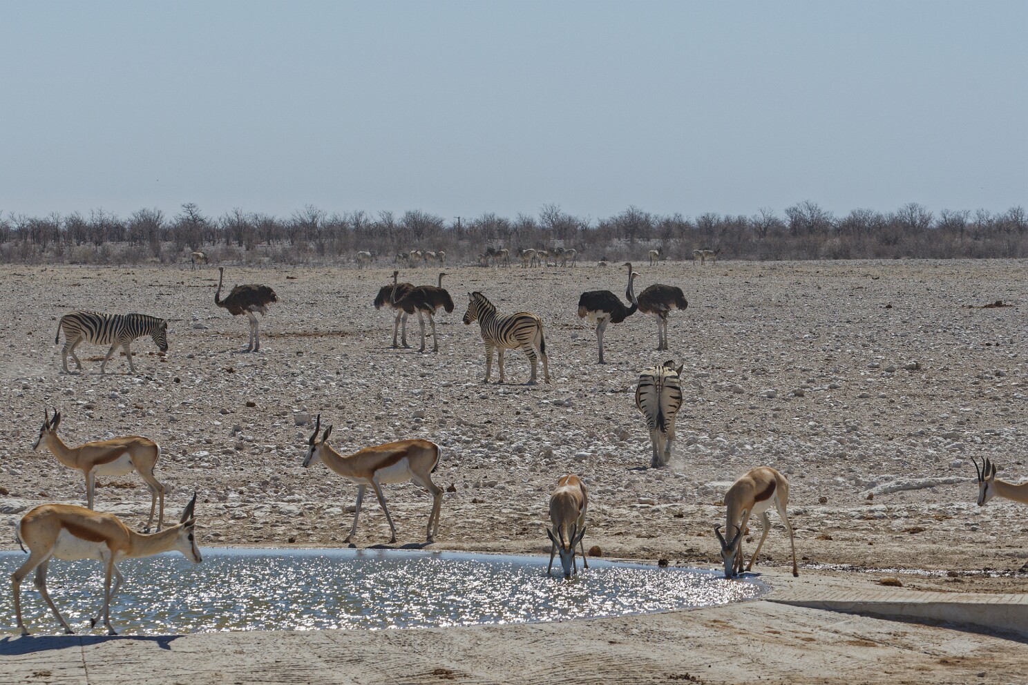 Etosha-Nationalpark - Gembokvlakte Wasserloch