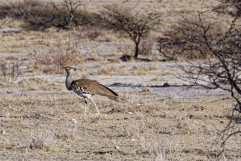 Namibia_201910030738234