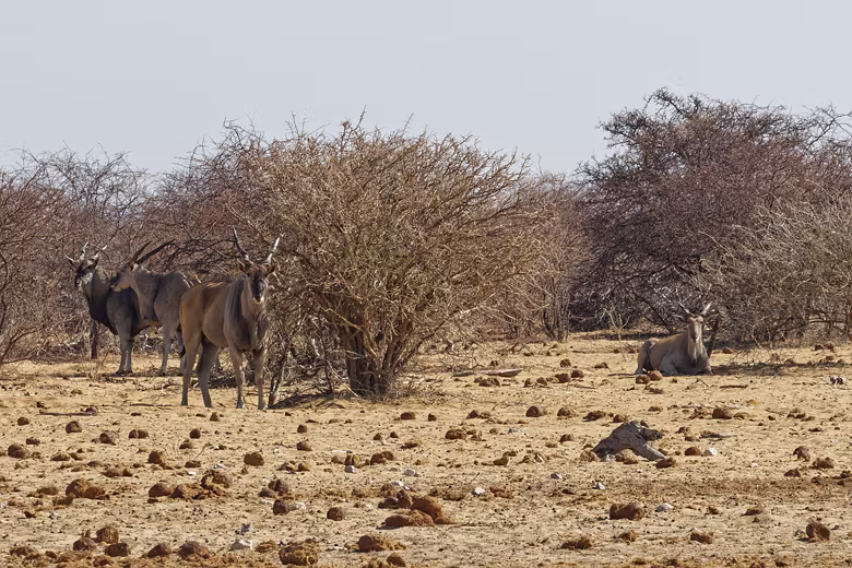 Namibia_201910030923249