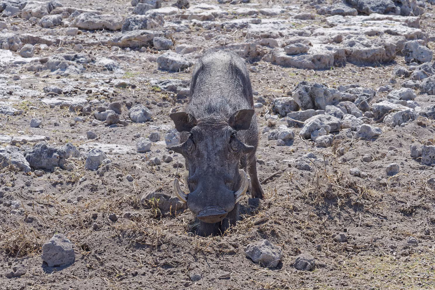Etosha-Nationalpark - Chudob Wasserloch