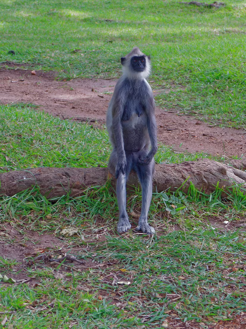 Tempelanlage von Anuradhapura - Hanuman Langur