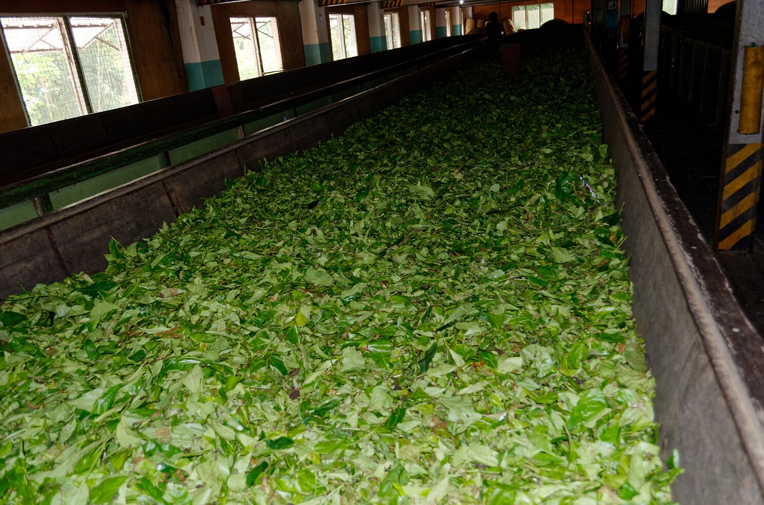 Teefabrik in Pilimatalawa