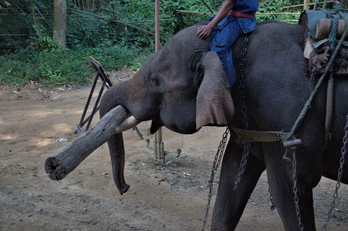 Chiang Dao - Elefanten Training Camp