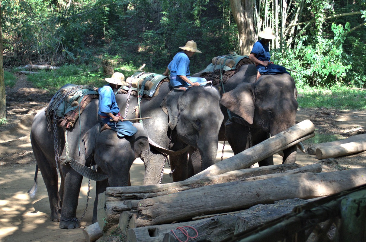 Chiang Dao - Elefanten Training Camp