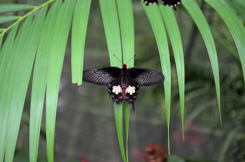 Thailand-2015-254