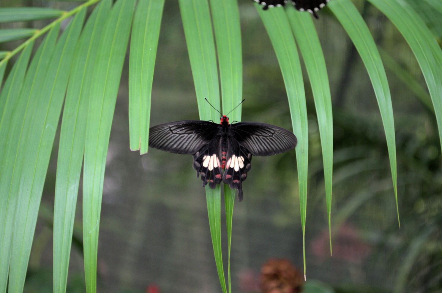Chiang Mai - Orchideenfarm