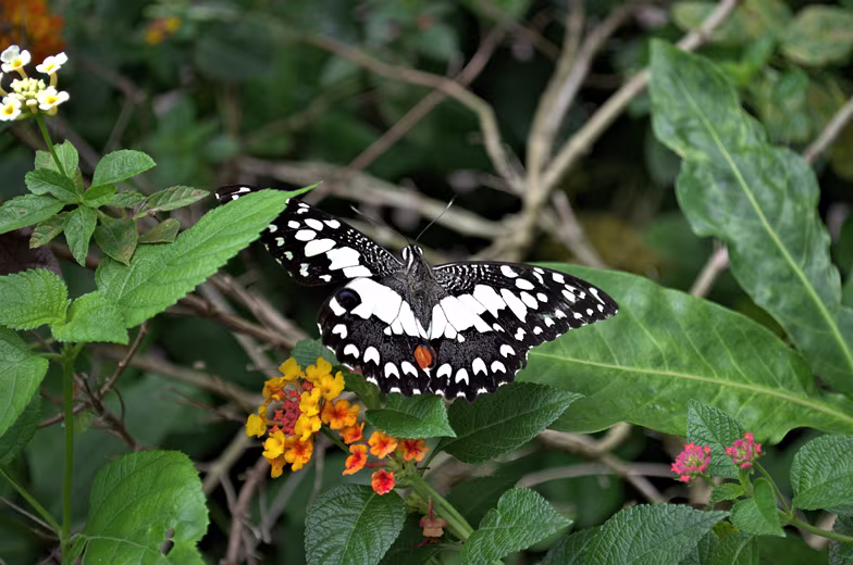 Thailand-2015-258