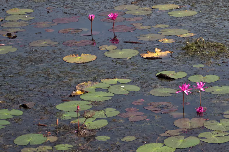 Thailand-2015-387